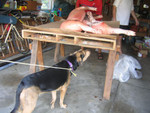 Lacey is finding the pig interesting...