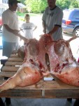 getting the pig ready for the roasting