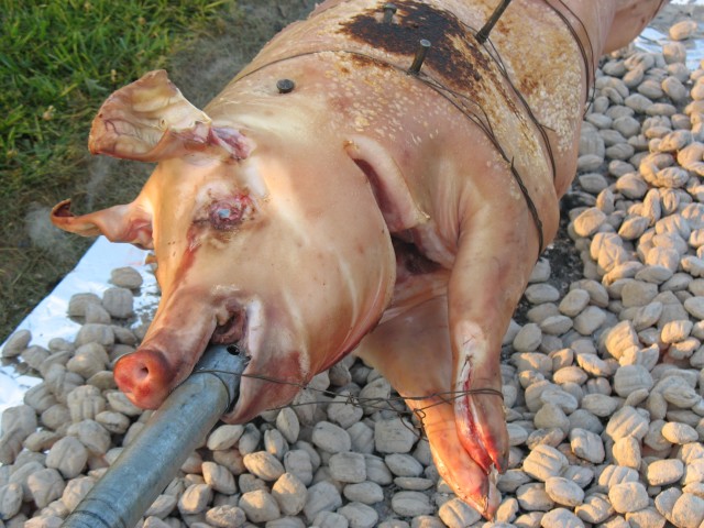 prepig golf 06 139